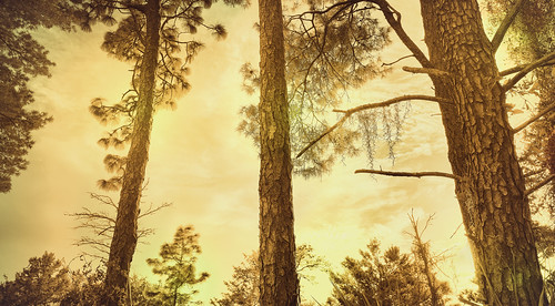 trees sunset goldenhour bonding together nature goldenlight spiritoftrees spiritofnature