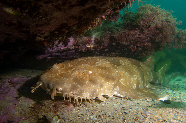 Spotted wobbegong