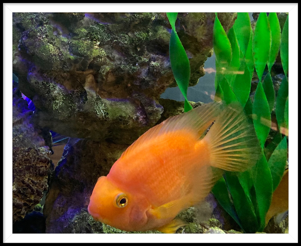 Mandarin