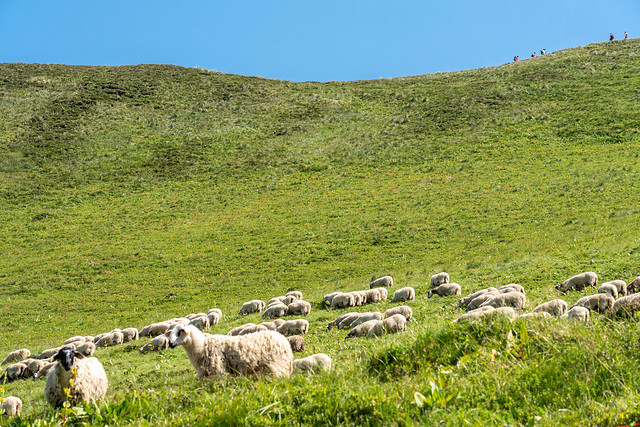 Sheep at Puy de Sancy