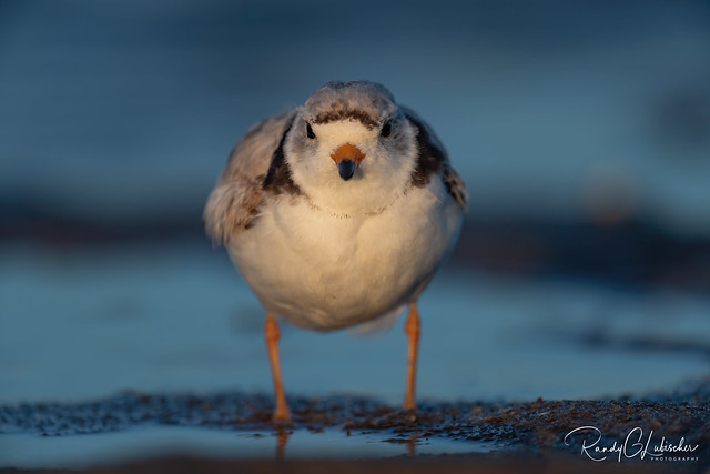 Piping Plover | Charadrius melodus | 2020 - 7