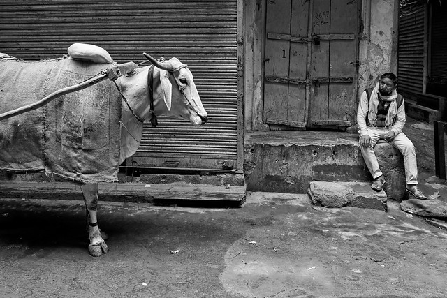 Old Delhi – An ox and a man (Explored)