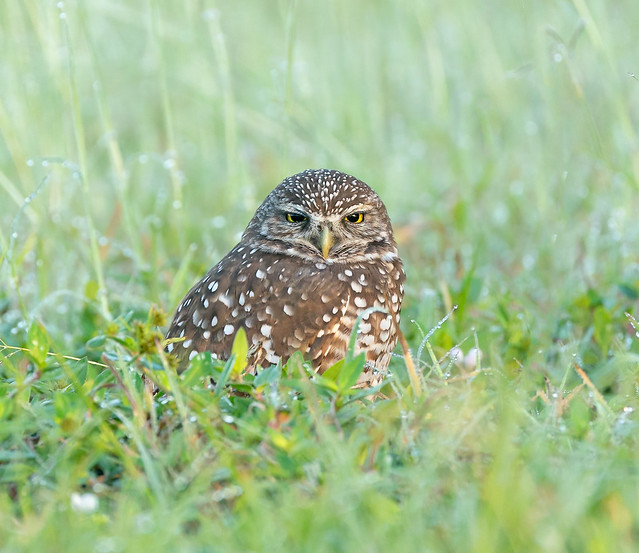 Burrowing Owl in the Early Morning (Explored, October 30, 2021)