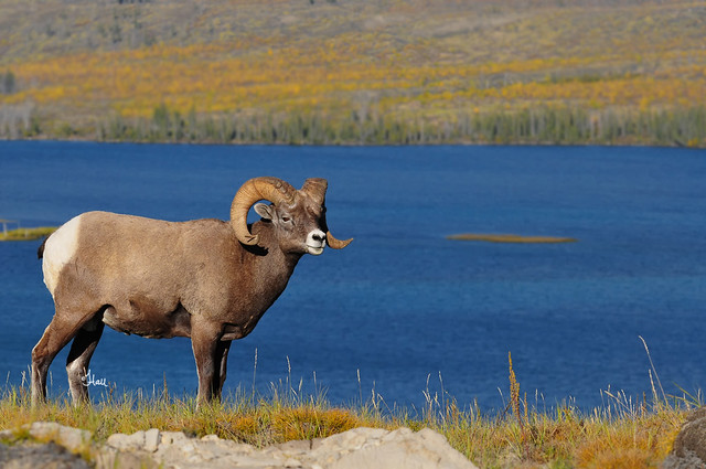 Bighorn Sheep Ram - 9870b+