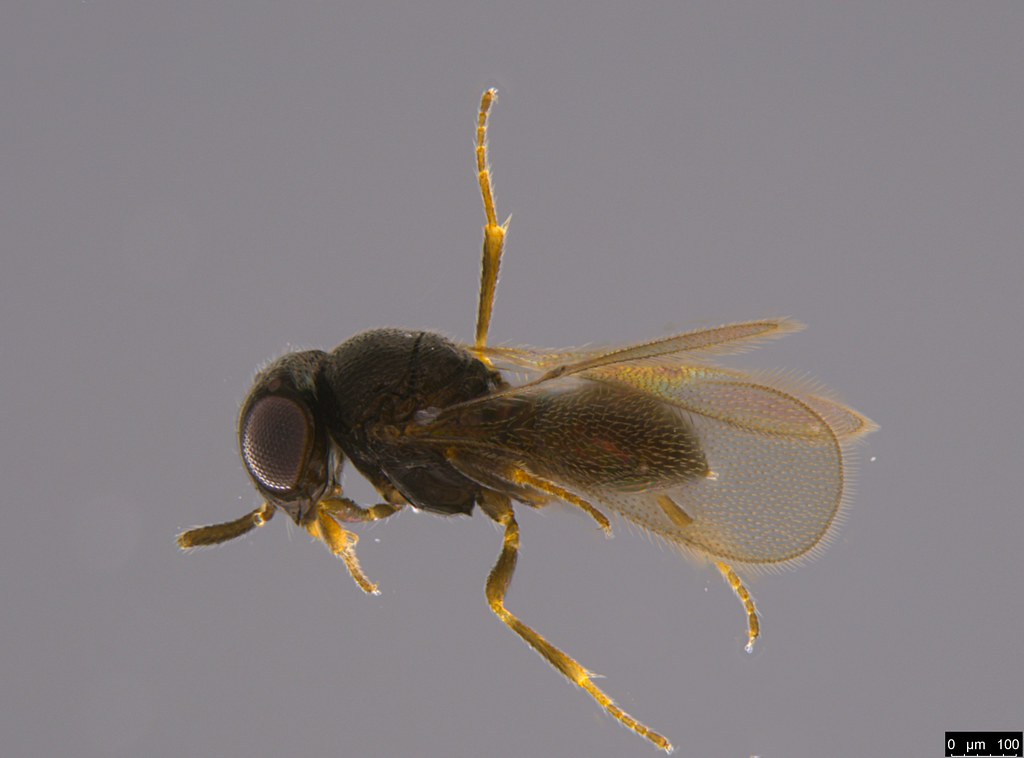 23a - Chalcidoidea sp.