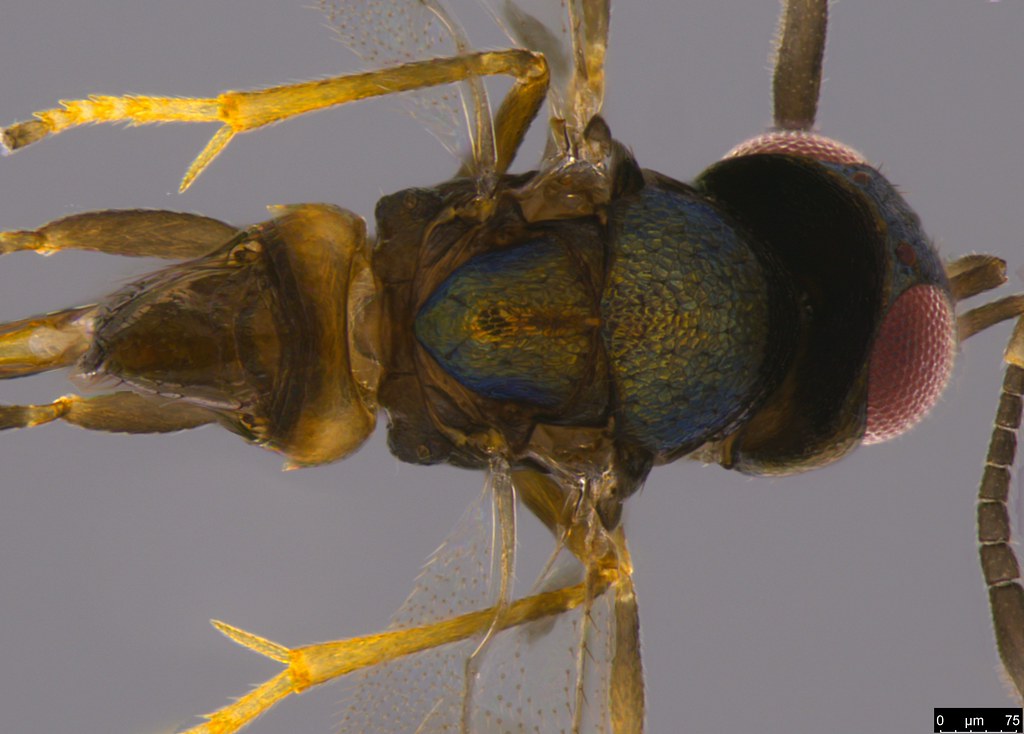 26b - Chalcidoidea sp.