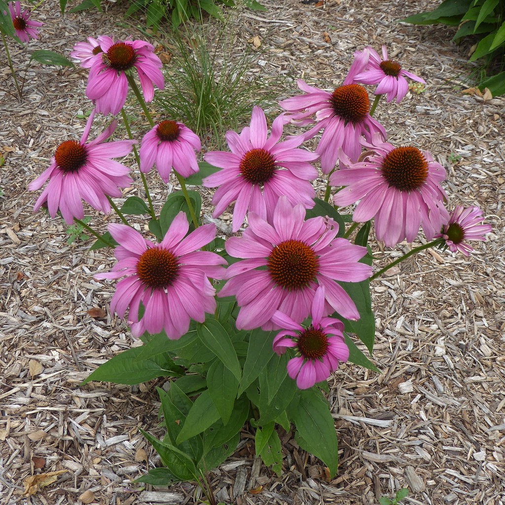 Lombard, IL, Lilacia Park, Pink Cone Flowers