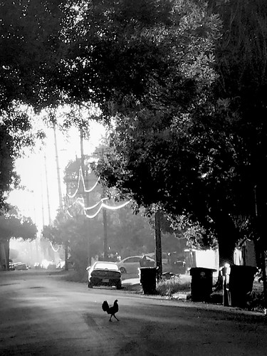 blackandwhite monochrome beautiful morning city street houston