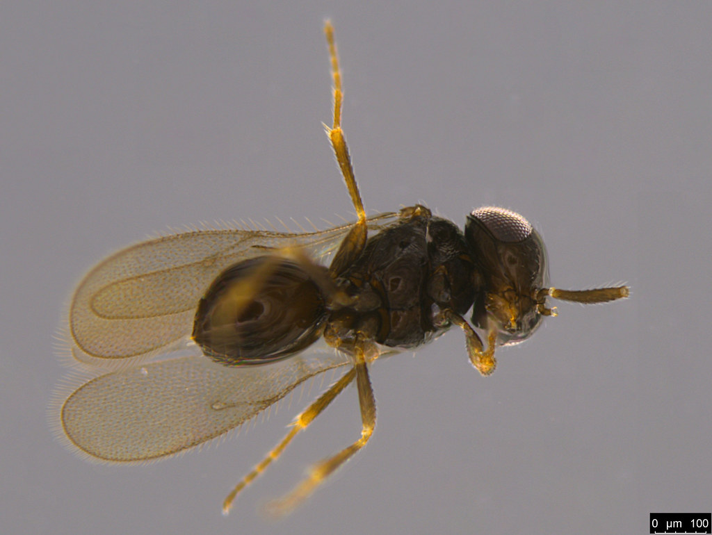 23b - Chalcidoidea sp.