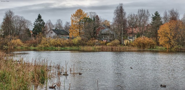 Ducks and cloudy October afternoon
