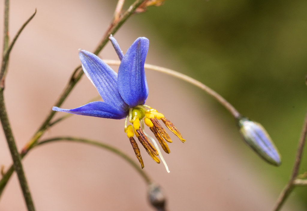 Blue flax lily #marineexplorer
