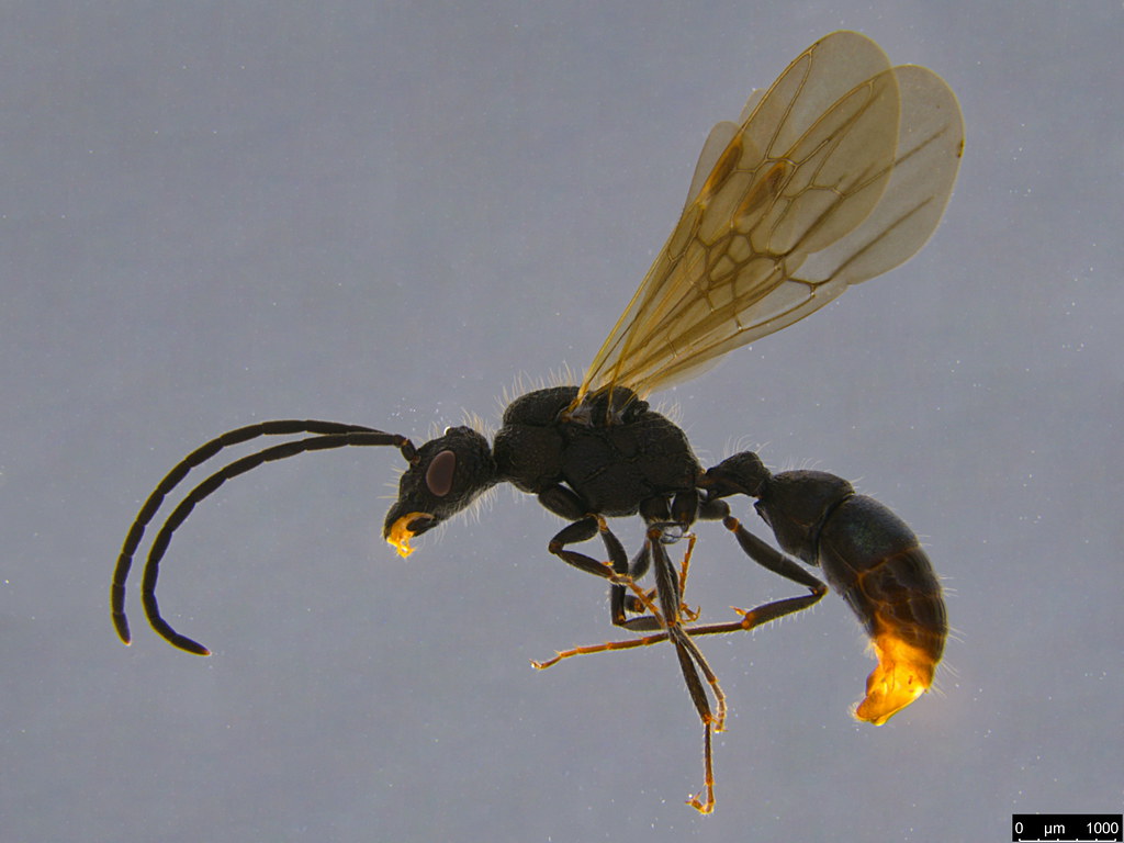 40a - Myrmicinae sp.