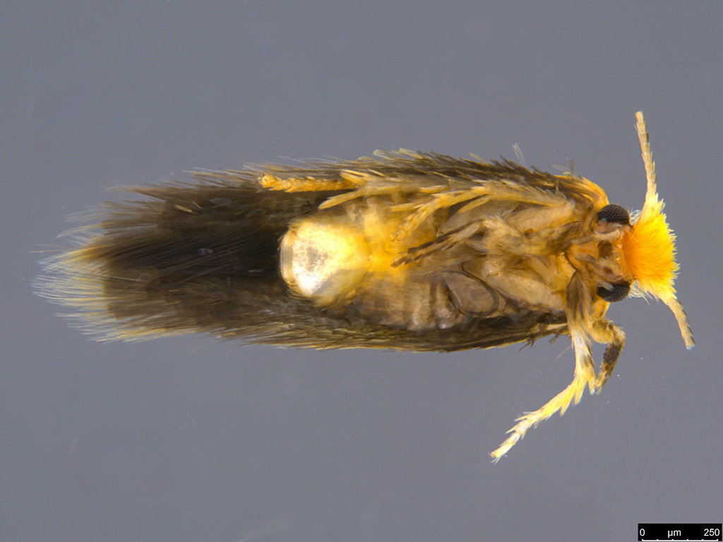 43b - Nepticulidae sp.