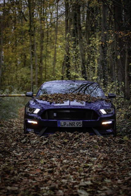 Ford Mustang under leafs