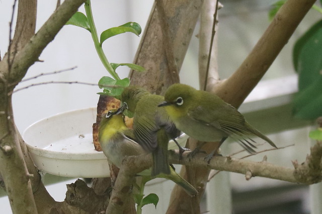Parent bird was teaching its chicks how to eat (Japanese white-eye)