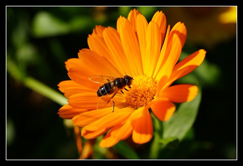 Ringelblume mit Besucher | by kopaul _ belgium
