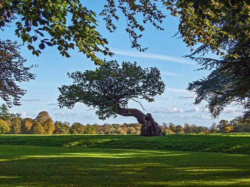 Ancient oak, Blenheim Palace, Oxfordshire. by Banburyshire Photos, Viewed from the edge of the Formal Gardens, looking over "Capability' Brown's 18th century Ha-H