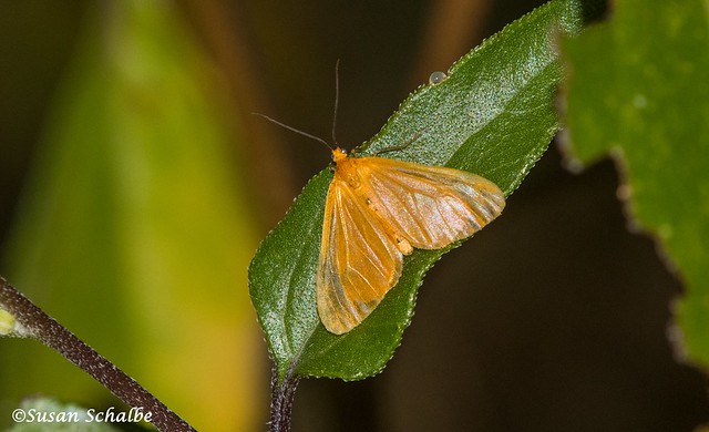 An orange moth