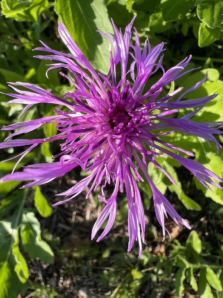 Playing with the iPhone 13 Pro macro
