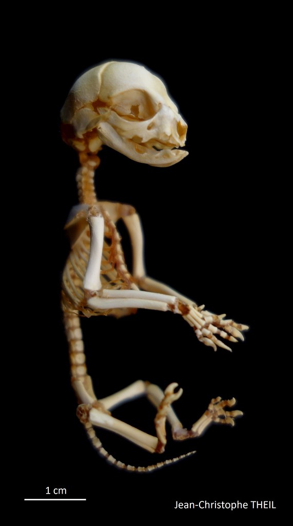 Squelette de foetus de Chat / Foetal Cat Skeleton (Felis catus)