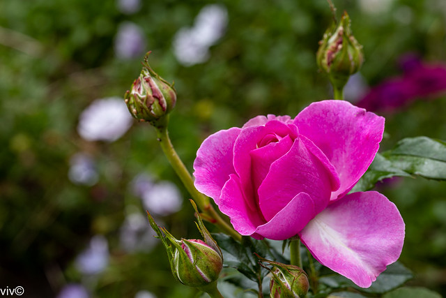Today, this season's first striking Kordes Adorable Floribunda Rose unravelling in our garden