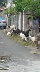 Goat Street