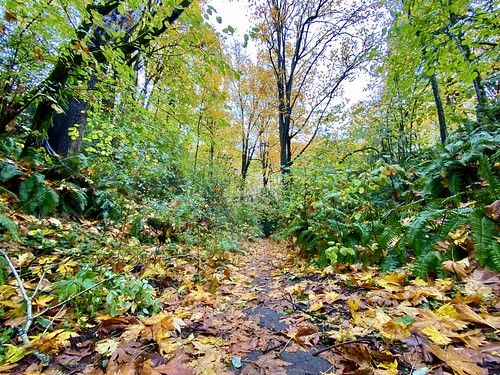 A trail in Frink Park