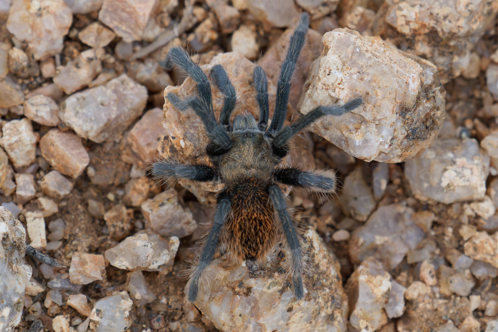 An overhead view of a young tarantula on the Latigo Trail in McDowell Sonoran Preserve in Scottsdale, Arizona on October 24, 2021. Original: _RAC0051.arw