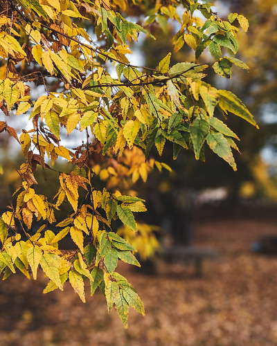 villanova pennsylvania unitedstates campus autumn leaf foliage tree
