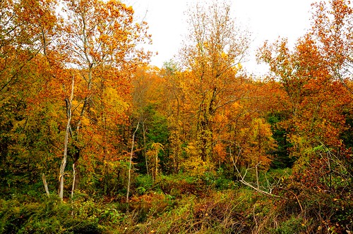 smack53 autumn autumnseason autumncolors fall fallseason fallcolors foliage sterlingforestpark newyork trees nikon d300 nikond300