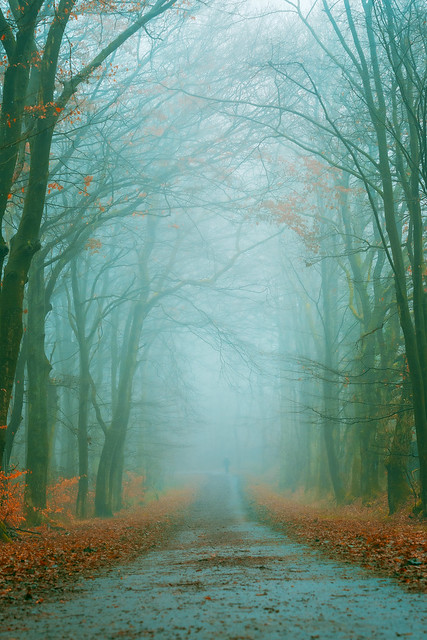 mist in the forest