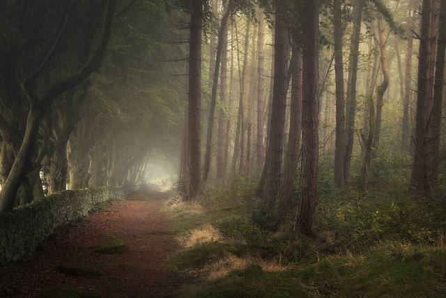Misty Pathway