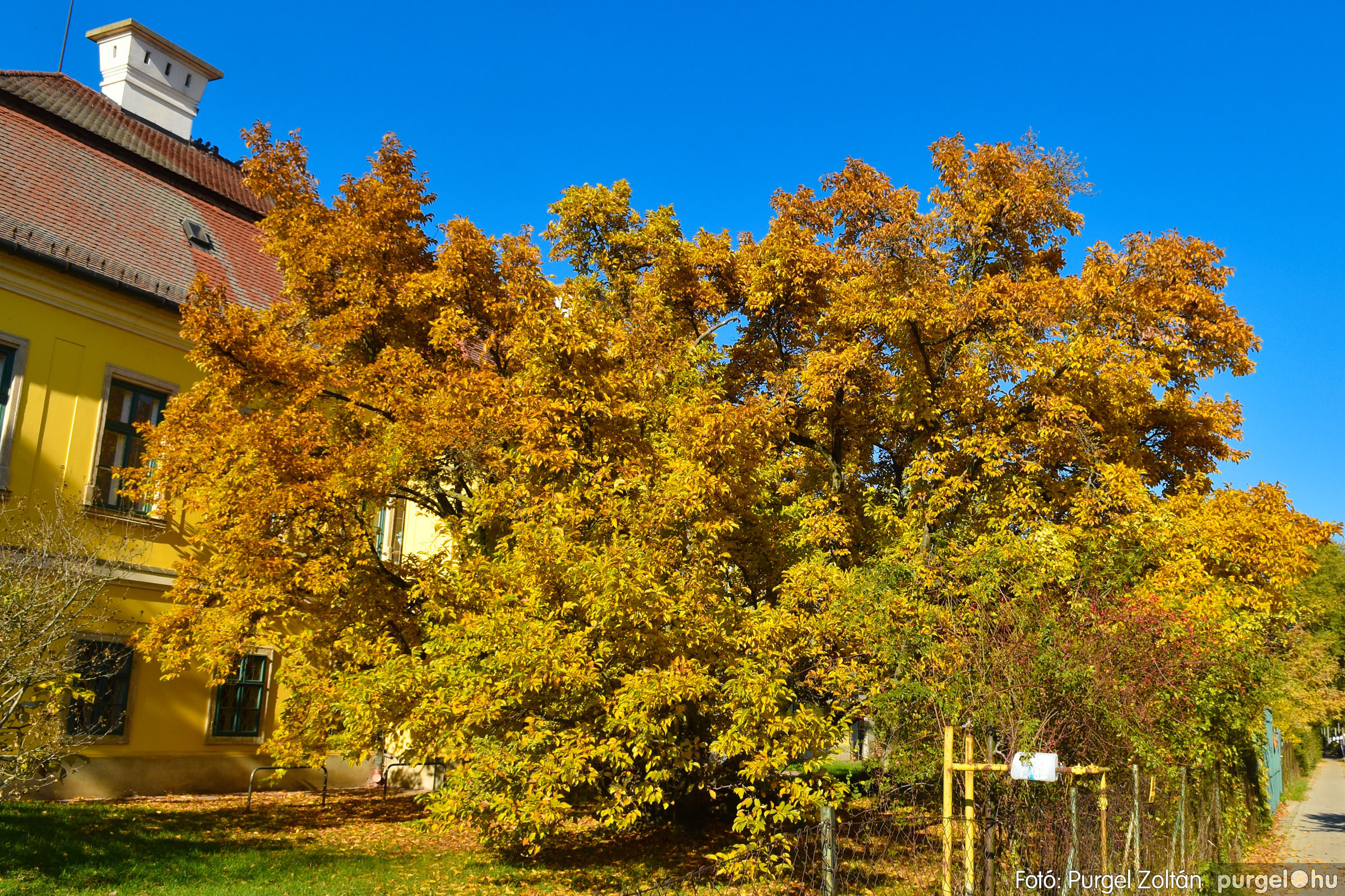 2021.10.29. 021 Őszi színek a faluközpontban - Fotó：PURGEL ZOLTÁN© DSC_1401q.jpg