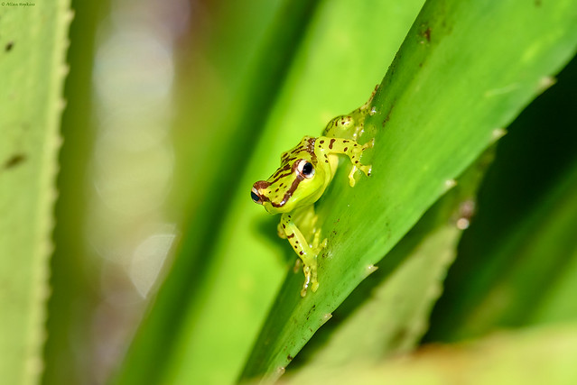 Pandanus Frog (Guibemantis pulcher)