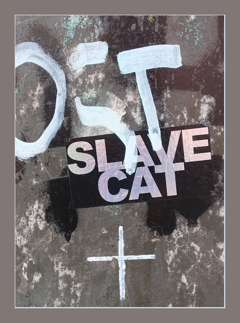 IMG_7334_SLAVE_CAT