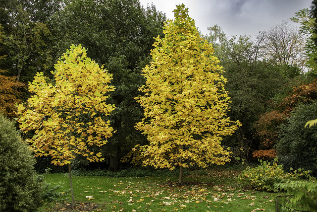 University of Oxford, Harcourt Arboretum. 29-10-21.