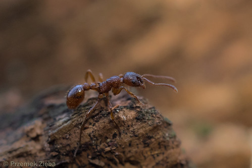 Autumn ant ;-) | by PREMZIEBA