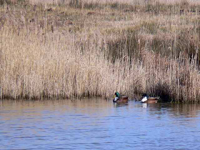Ducks on the Beaulieu River near Buckler's Hard, Hampshire, 20th March 2009 (2)