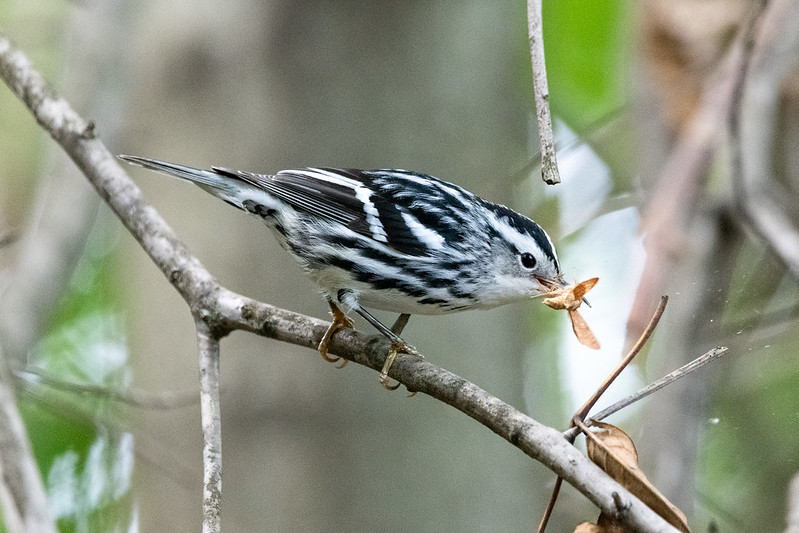 black-and-white-warbler-6393