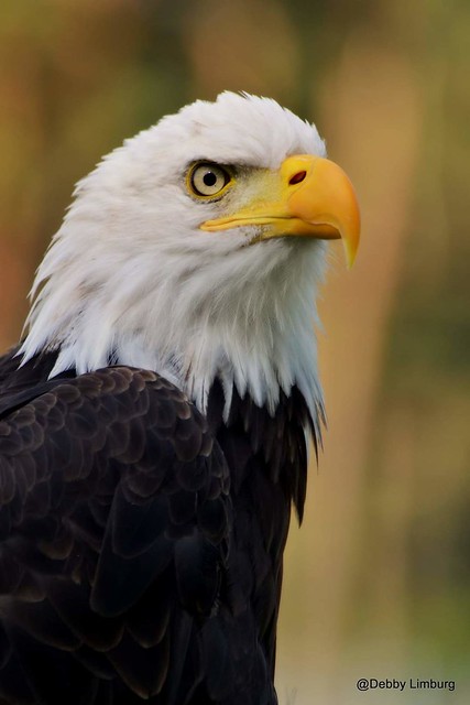 Beautifull look of a Eagle