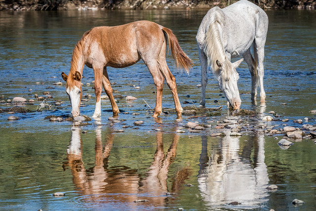 Reflections of Family