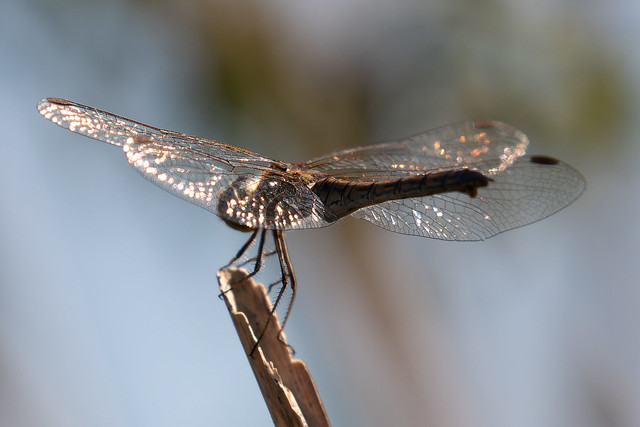 Reflets du soleil sur les ailes d'une libellule