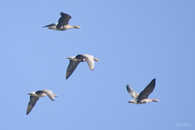 Greater white-fronted goose, husa běločelá, CZE, 2021