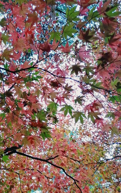 Autumn....