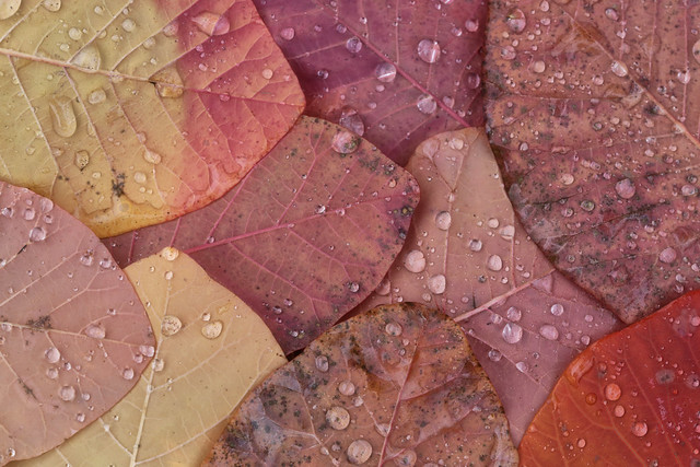 Feuilles d'automne // Autumn leaves