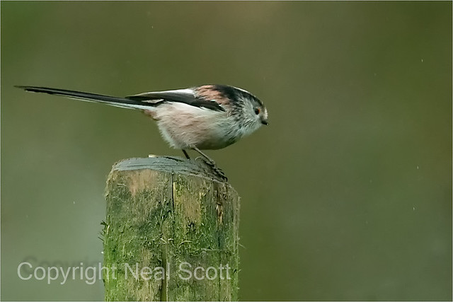 Long-tailed Tit in the rain,