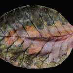 smoketree leaf