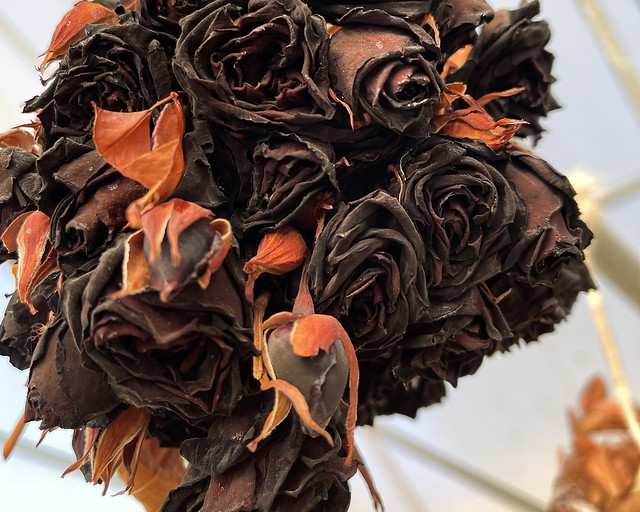 Rosas negras de Halfeti en Turquía
