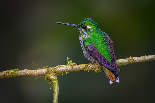 booted racket-tail- female