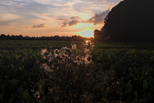 Sunset over the fields of Morsan by stanze., eure france morsan normandie sunset fields landscape